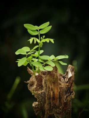 A bright green seedling grows out of a brown tree stump.